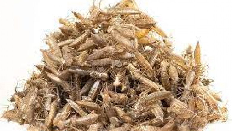 Insect-based Fertilizer Market transforming traditional farming with innovative organic inputs
