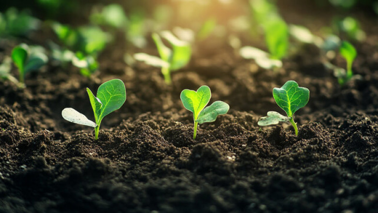 Biofertilizers Market Growth: Powering Sustainable Agriculture Naturally