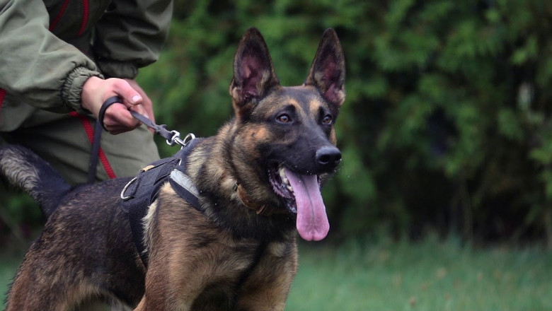 German Shepherd Working Dogs: A Comprehensive Guide to Their Behavior and Training