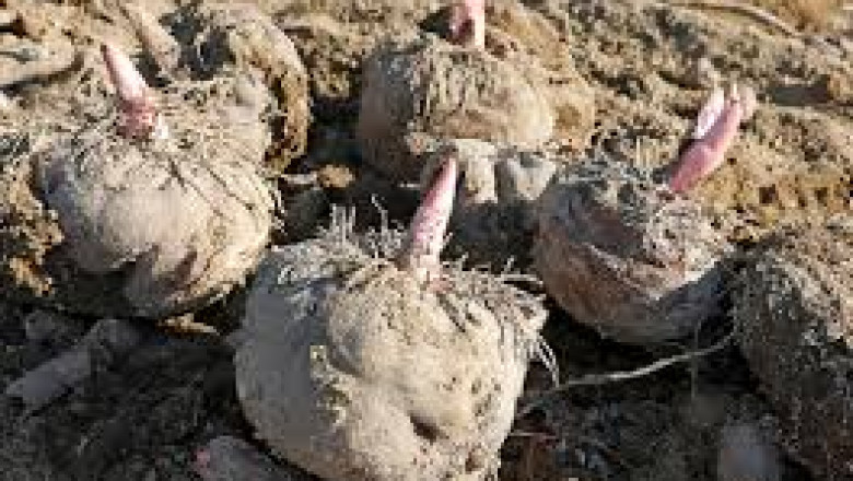 Konjac Market Analysis Reveals Key Players’ Performance in Asia-Pacific Region