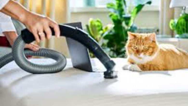 D&G Carpet Cleaning: The Team of Carpet Cleaning Professionals You Need
