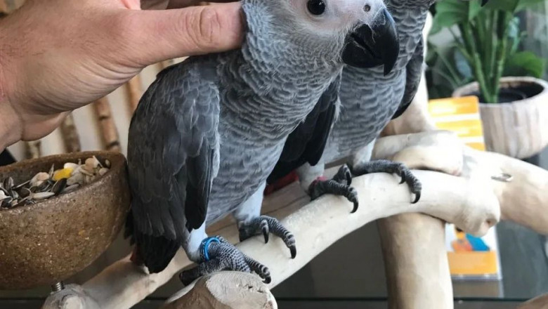 African Grey Parrots – Ideal for Thoughtful Owners