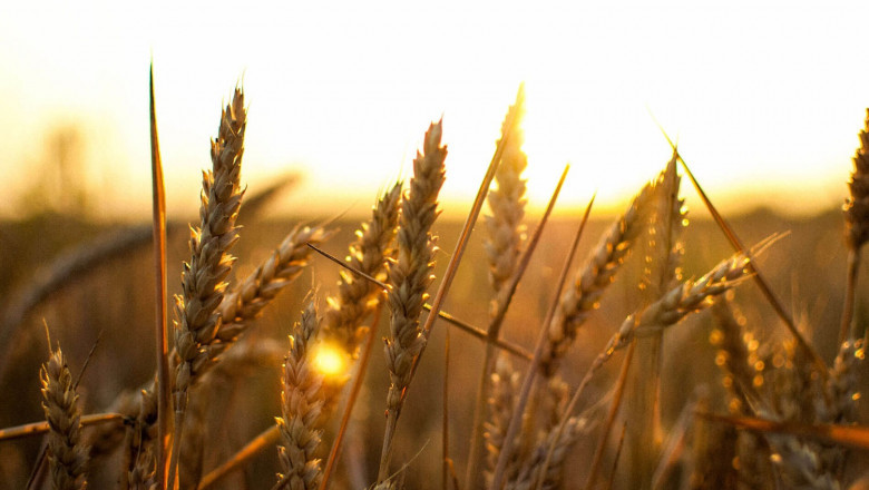 Detailed Project Report on Chelated Micronutrients Manufacturing Plant