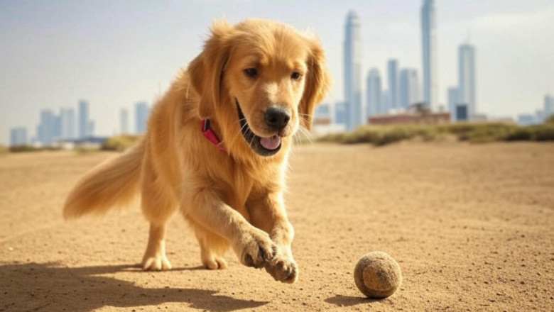 PW Pets – Trusted Pet Boarding, Grooming & Training Services