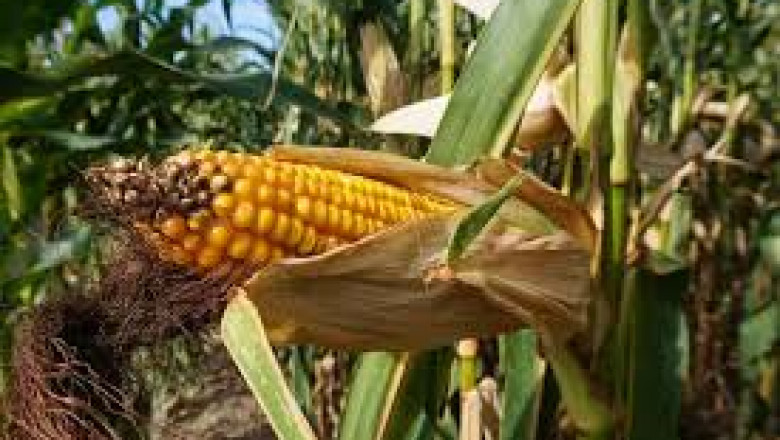 Corn Silage Market shows significant growth due to livestock nutrition optimization strategies globally