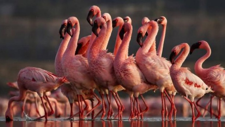 The Untamed Beauty of the Rann of Kutch: A Wildlife Photographer’s Paradise