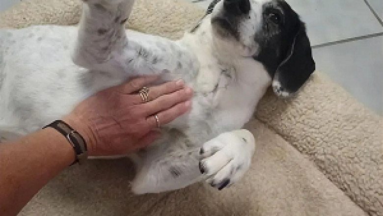 Why Your Dog’s Skin Problem Keeps Coming Back—And How Fungal Infections Are to Blame