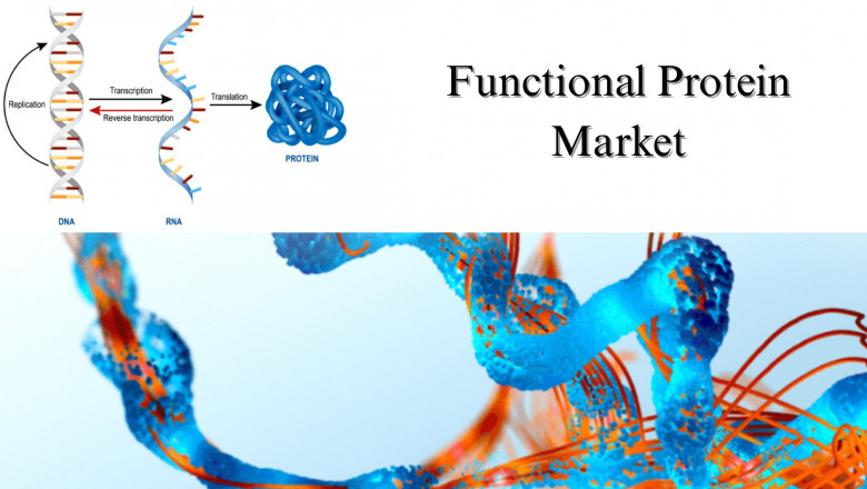 Functional Protein Market Size & Share Analysis with 2032 Growth Projections